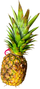 山梨の日帰り温泉で夜景や富士の絶景ならやまなしフルーツ温泉ぷくぷく