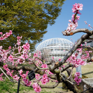 ぷくぷく フルーツ公園 桜の花_03