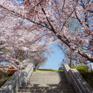 ぷくぷく フルーツ公園の桜の花_01