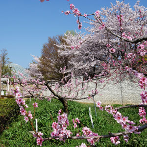 ぷくぷく フルーツ公園 桜の花_02