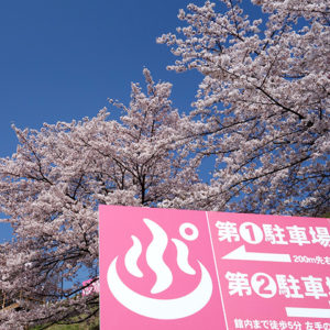 ぷくぷく 桜の花_01