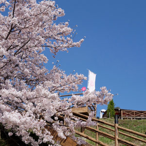 ぷくぷく 桜の花_02