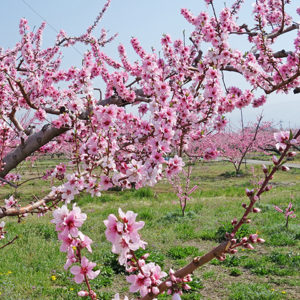 ぷくぷく 山梨市・笛吹市 桃の花_02