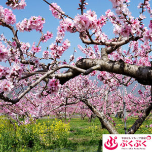 ぷくぷく 山梨市・笛吹市 桃の花_01