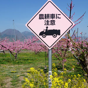 ぷくぷく 山梨市・笛吹市 桃の花_03