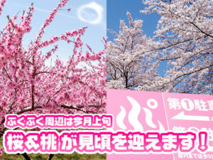ぷくぷく桜と桃