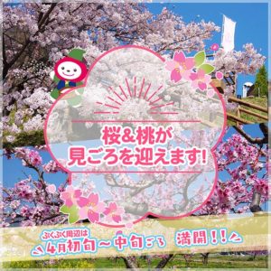 「桜と桃の花」情報