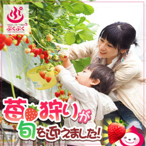 いちご狩り