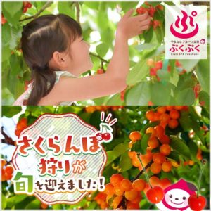 2021年最新さくらんぼ狩り情報✨