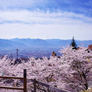 ぷくぷく周辺の桜