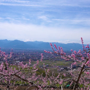 ぷくぷく周辺の桃の花