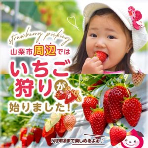 2023年最新さくらんぼ狩り情報