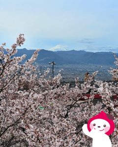 満開の桜と富士山の絶景