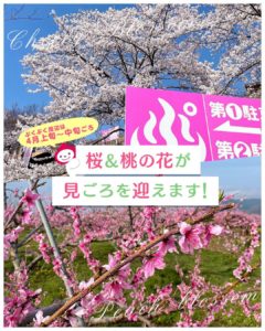 桜と桃