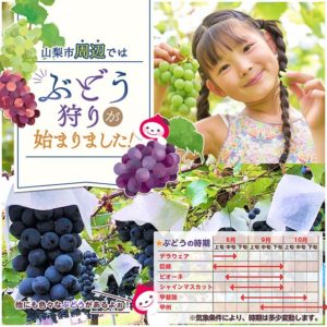 ぶどう狩り情報