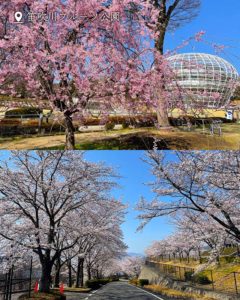 笛吹川フルーツ公園