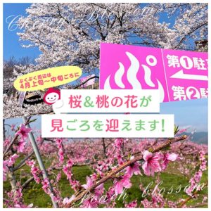 2024年桜・桃の花情報