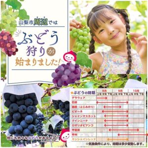 ぶどう狩り情報