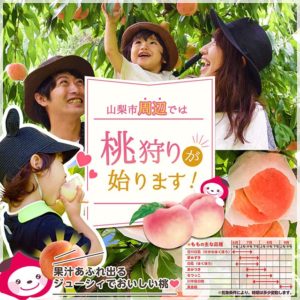桃狩り情報