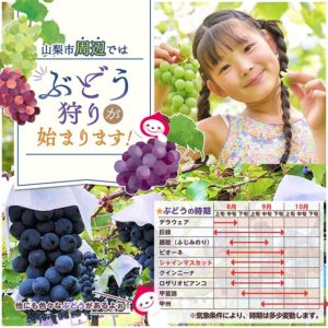 2025年ぶどう狩り情報